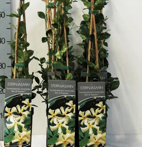 Sternjasmin star toscane - sternjasmin,